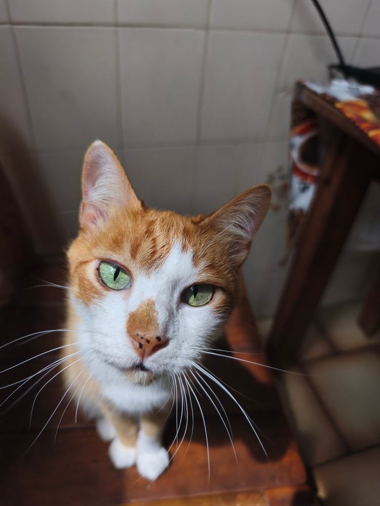 Gato laranja rajado com branco, olhos verdes com a pupila bem fechada, facinho laranja com pintinhas pretas, ele tá sentado numa cadeira com o sol nele e olhando pra foto