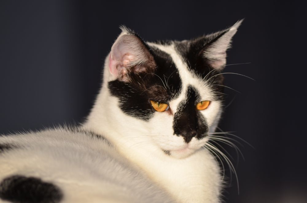White kitten with black markings and amber eyes. 