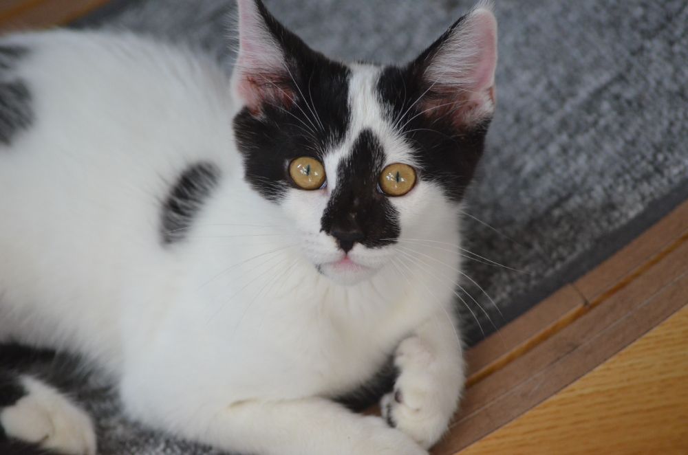 White and black kitten