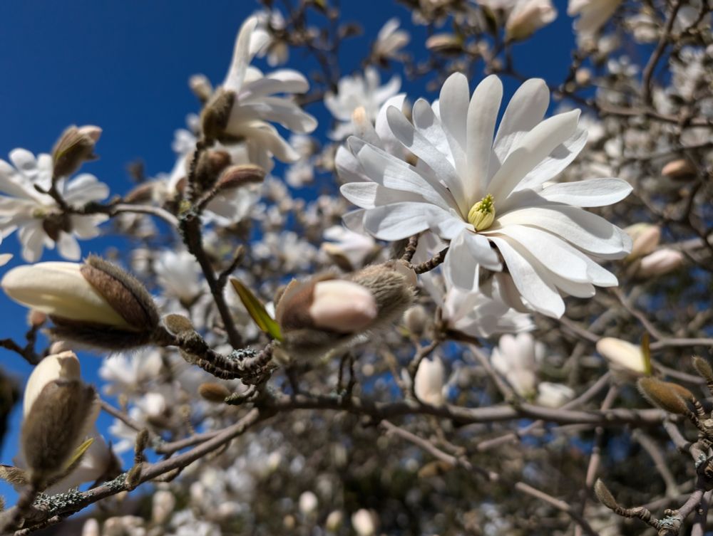 Magnolia in flower