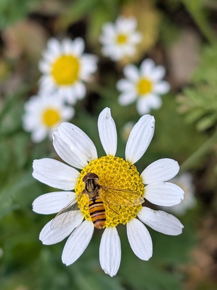 Close up of hoverfly on chamomile flower