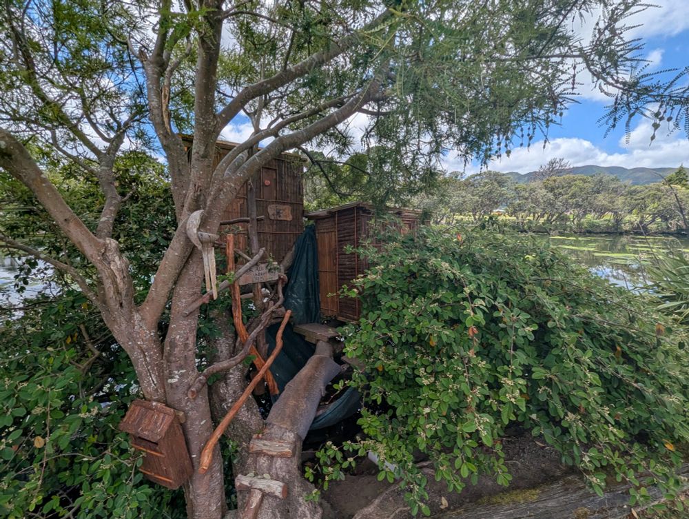 Two small tree houses in a Manuka tree, a river in the background