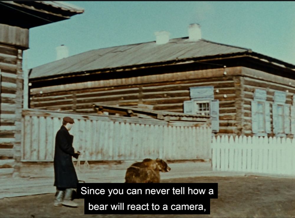Four film stills. A man walking a bear in a harness on a rope leash down a street in a village in Siberia. There are captions of the voiceover.
"Since you can never tell how a bear will react to a camera"