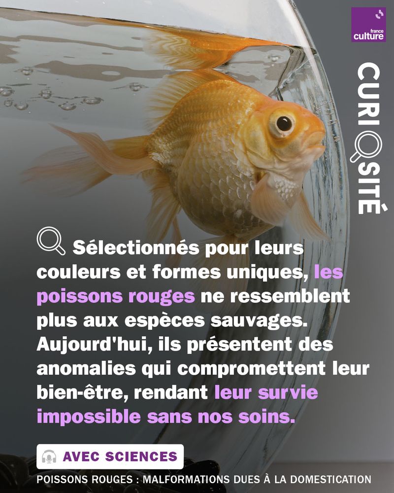 Sélectionnés pour leurs couleurs et formes uniques, les poissons rouges ne ressemblent plus aux espèces sauvages. Aujourd'hui, ils présentent des anomalies qui compromettent leur bien-être, rendant leur survie impossible sans nos soins.