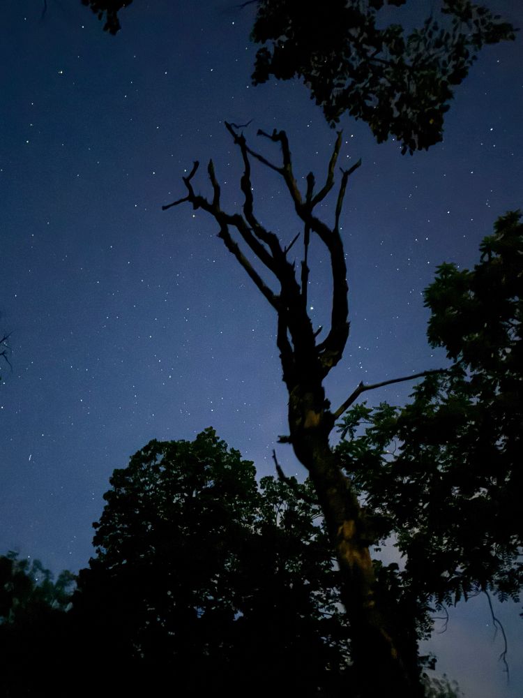 A dead tree reaches for the stars