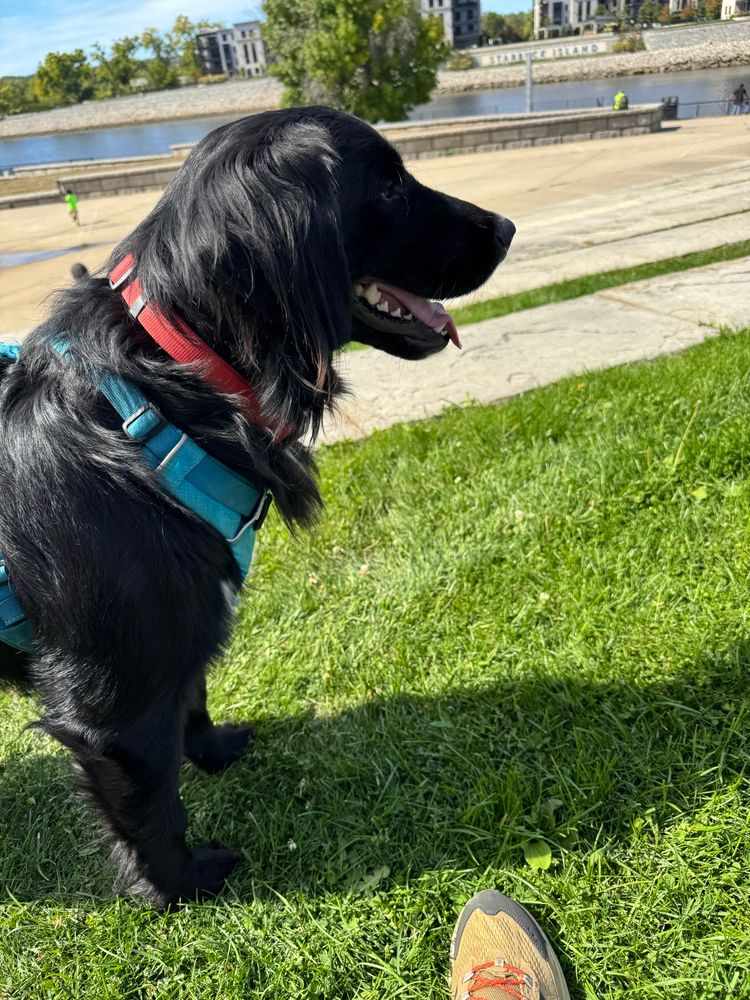 A golden mountain dog looking excitedly at people