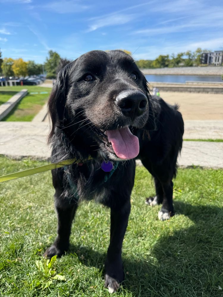 A golden mountain dog smiling in the sunshine