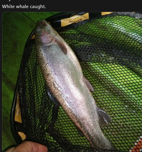 14" Rainbow Trout in net