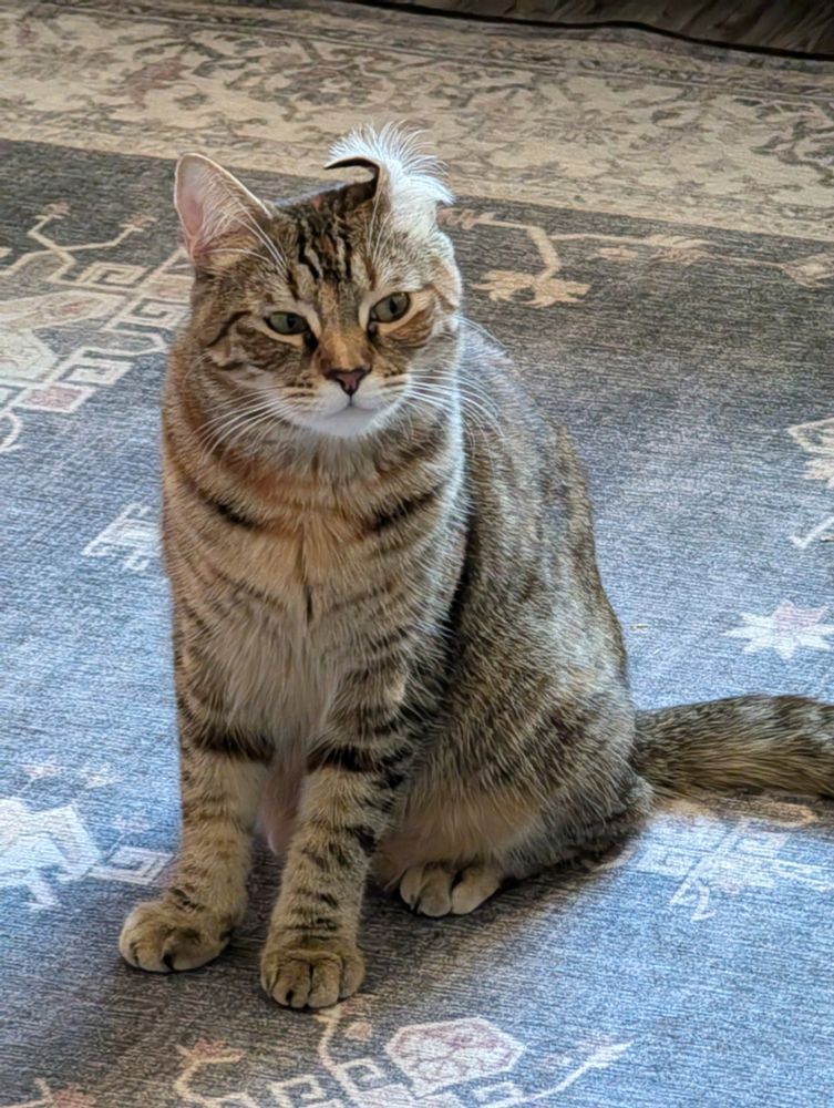 A cat with a curl ear and an annoyed expression sitting on a brown carpet.