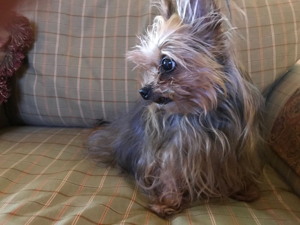 Tiny yorkie 
