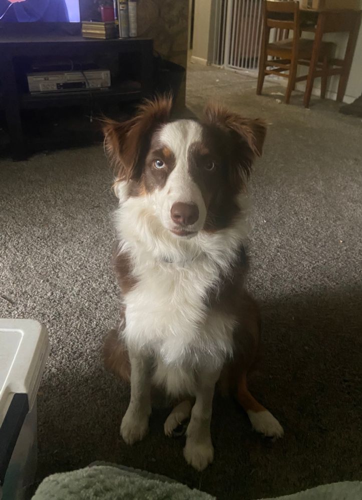 Australian Shepherd Border Collie mix 2 year old d dog with piercing blue eyes 