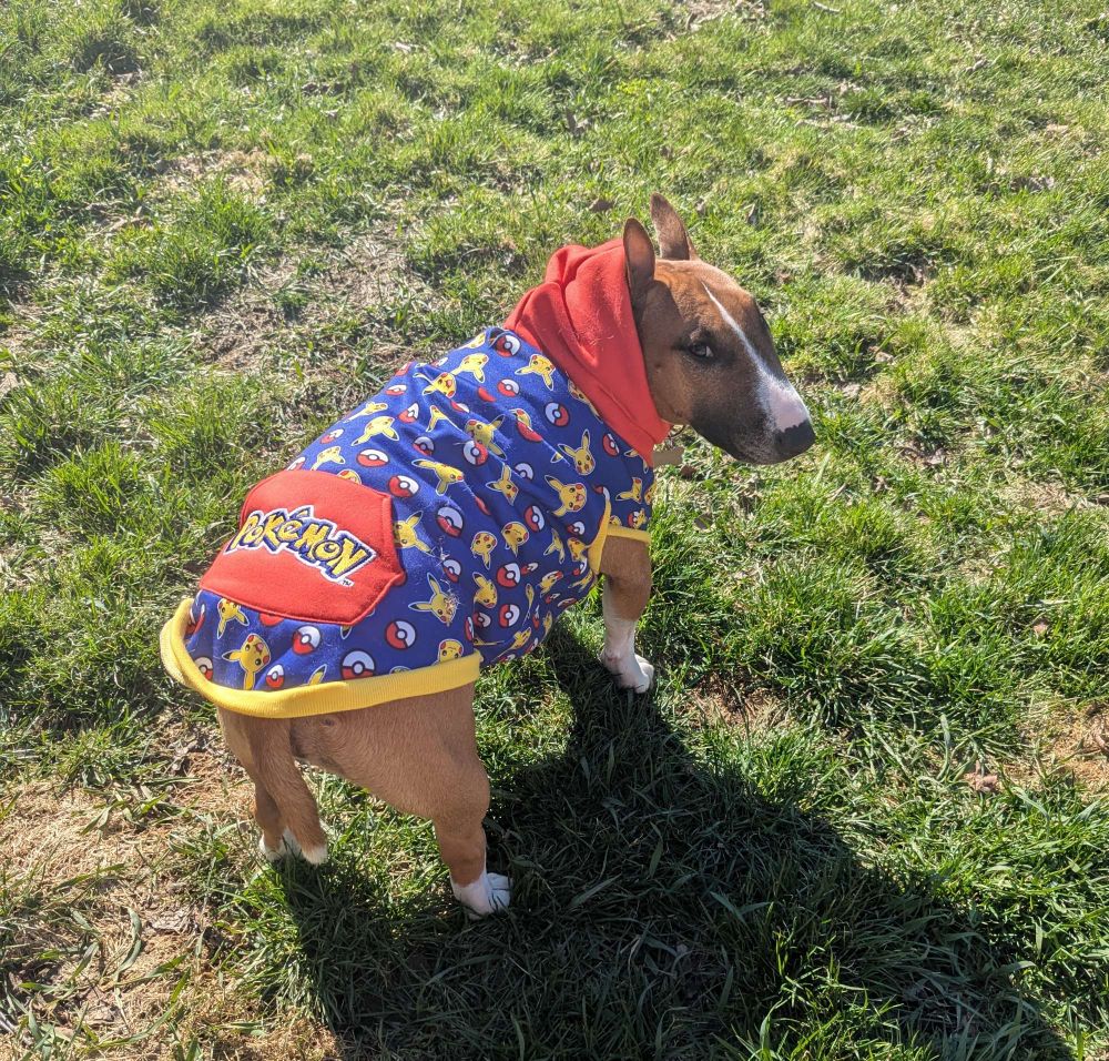 A fawn and white miniature bull terrier standing on a grassy lawn in the sunshine, wearing a blue and red pokemon sweatshirt.