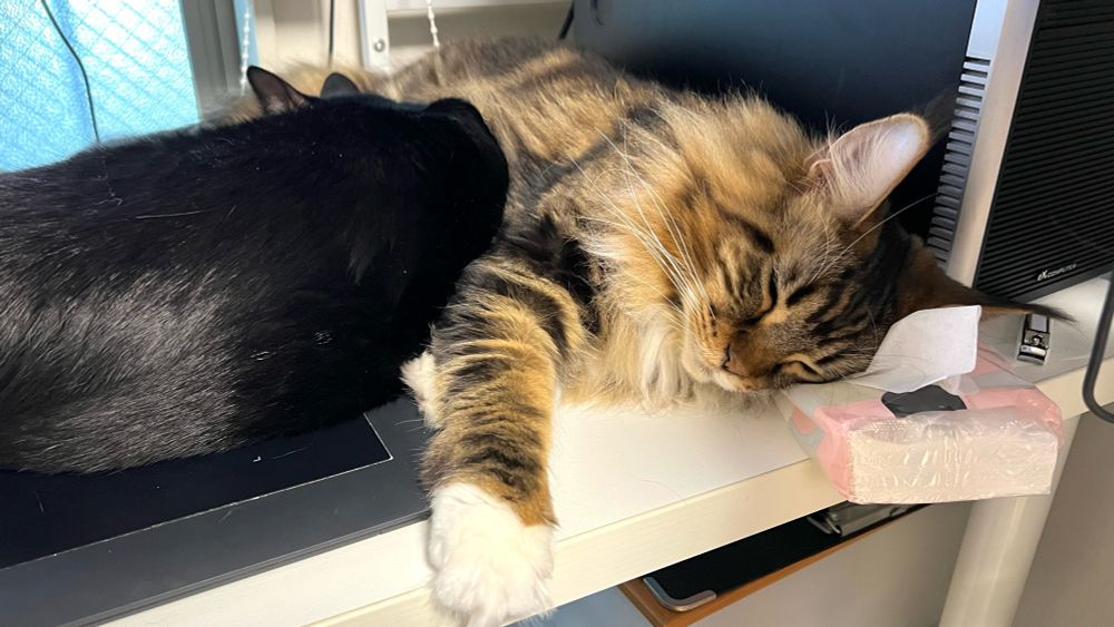 メインクーンのさち　黒猫のセイ