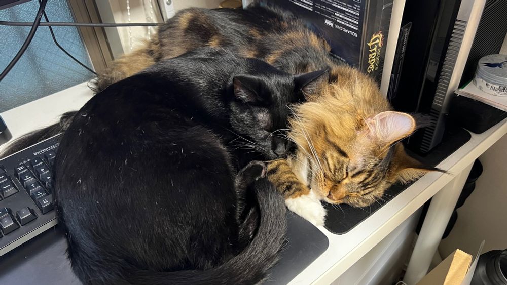 黒猫のセイ　メインクーンのさち