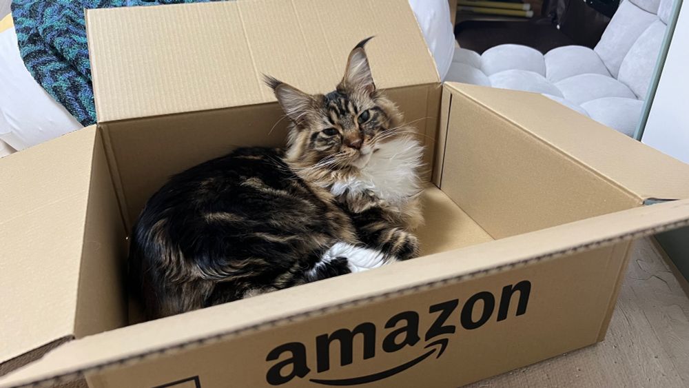 メインクーンのさち