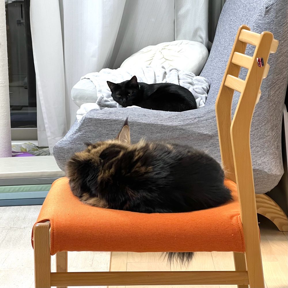 メインクーンのさち　黒猫のセイ　奥と手前で寝てる様子