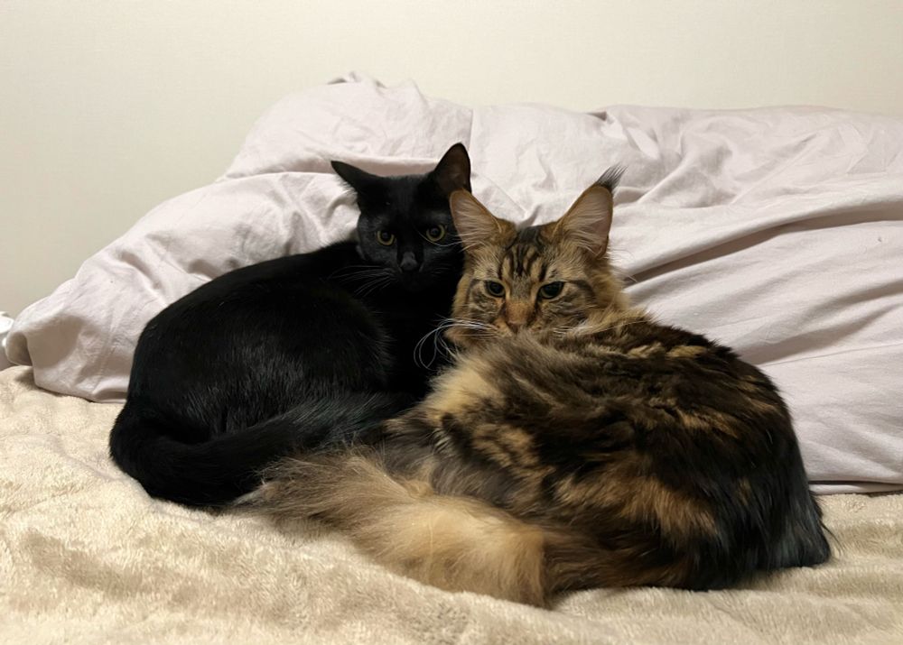 黒猫のセイ　メインクーンのさち