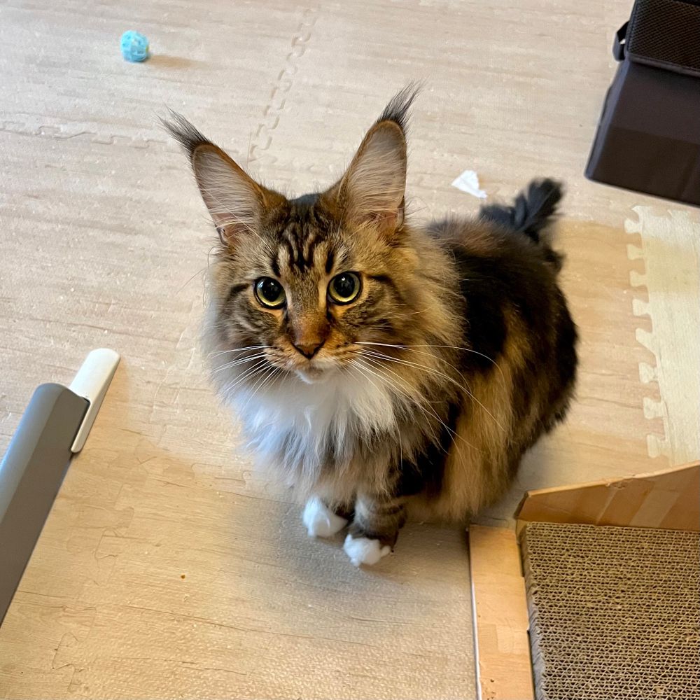 メインクーンのさち