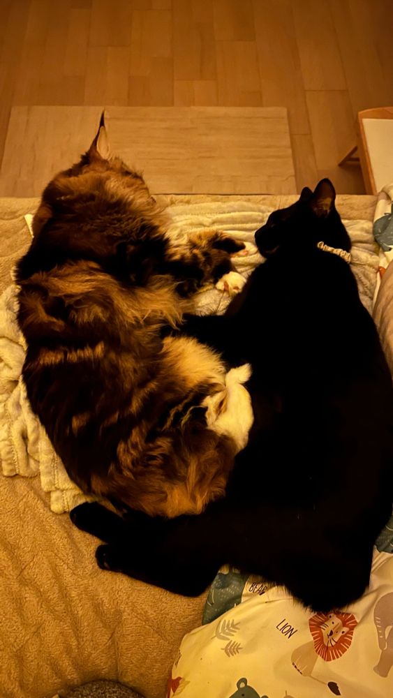 メインクーンのさち　黒猫のセイ　抱き合って寝てる様子