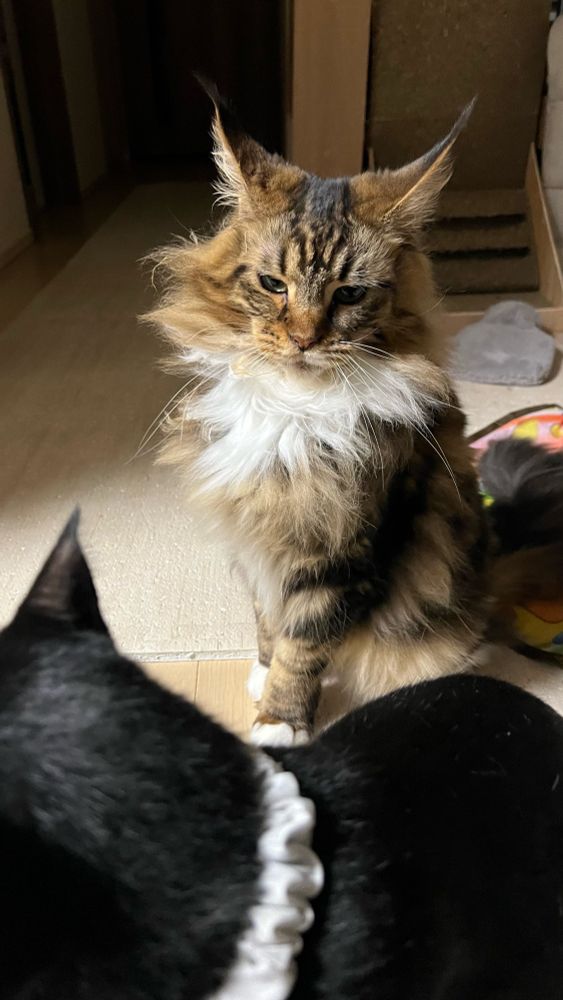 メインクーンのさち