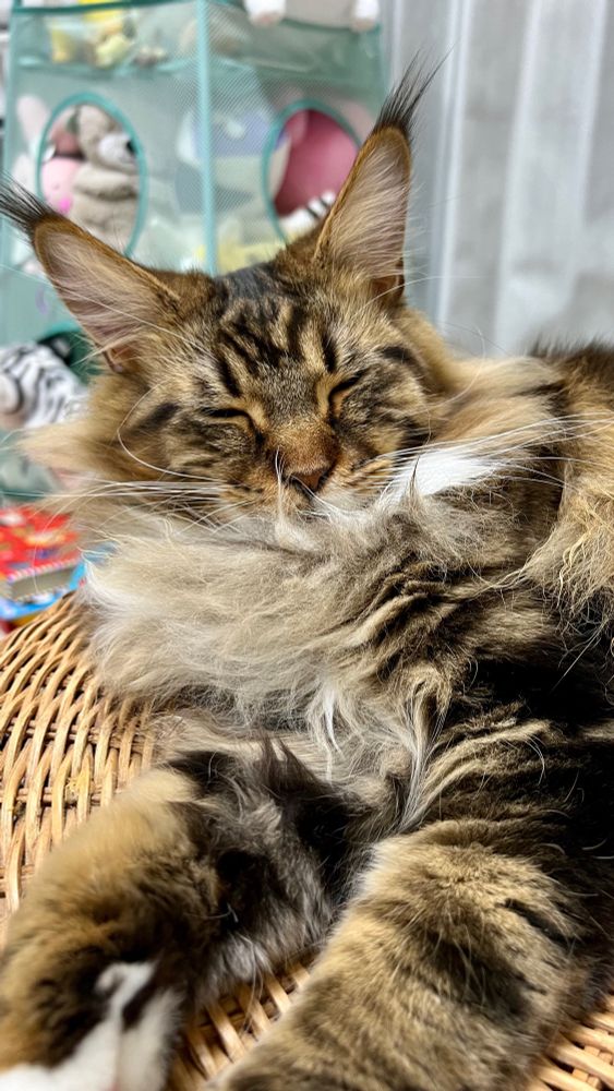 メインクーンのさち