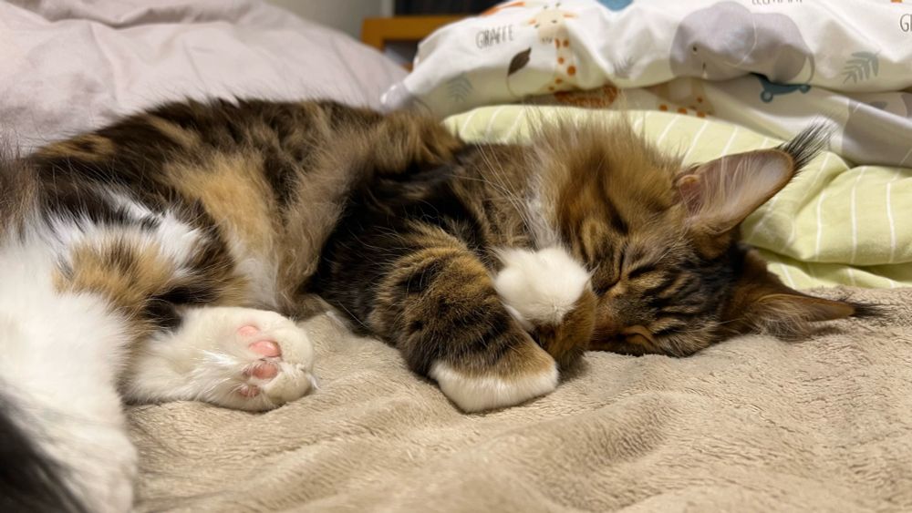 メインクーンのさち