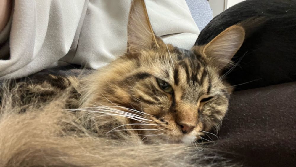 メインクーンのさち