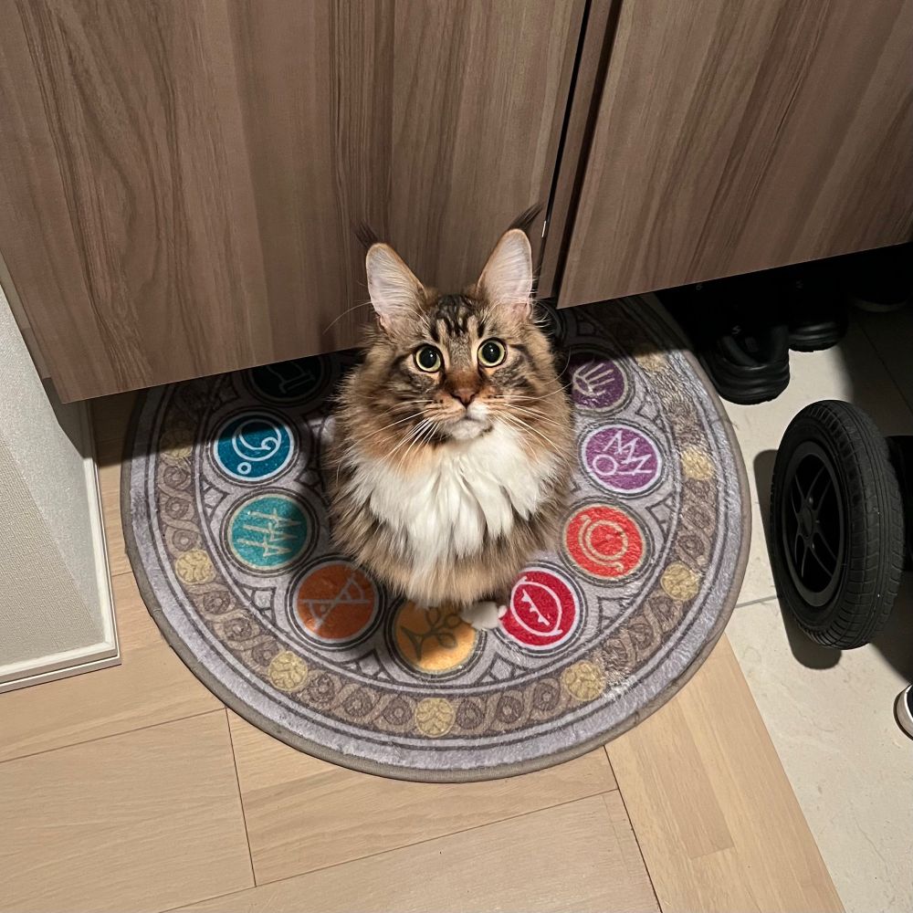 メインクーンのさち