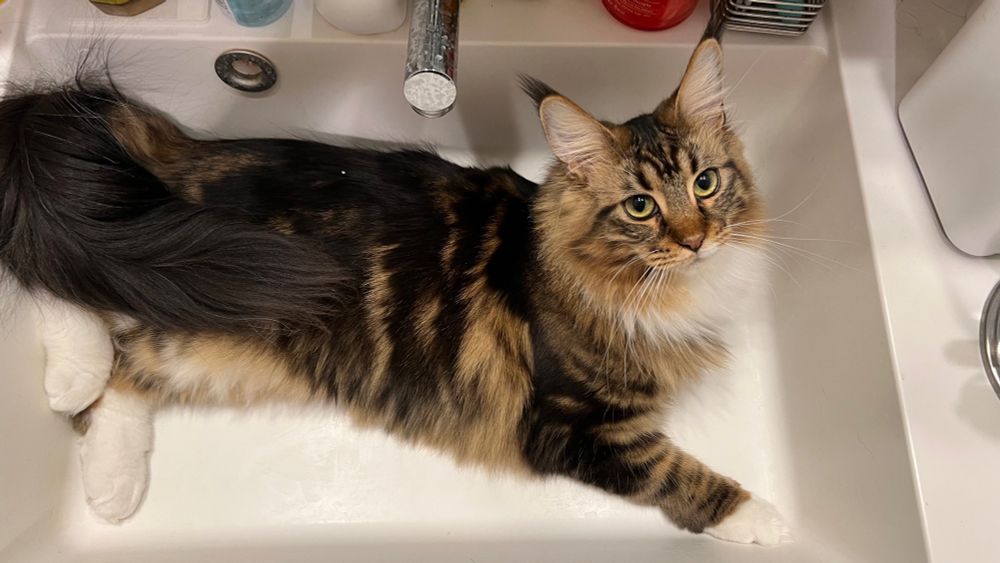 メインクーンのさち