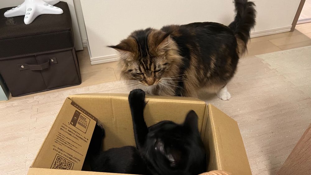 メインクーンのさち　黒猫のセイ