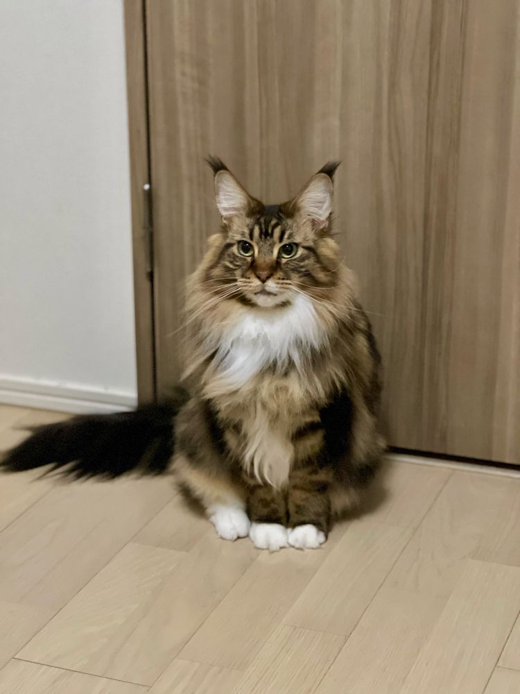 メインクーンのさち