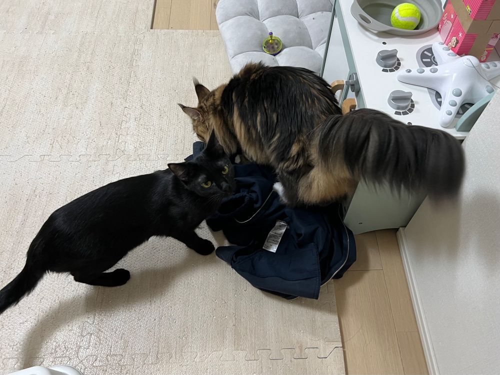 メインクーンのさち　黒猫のセイ