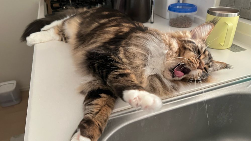 メインクーンのさち