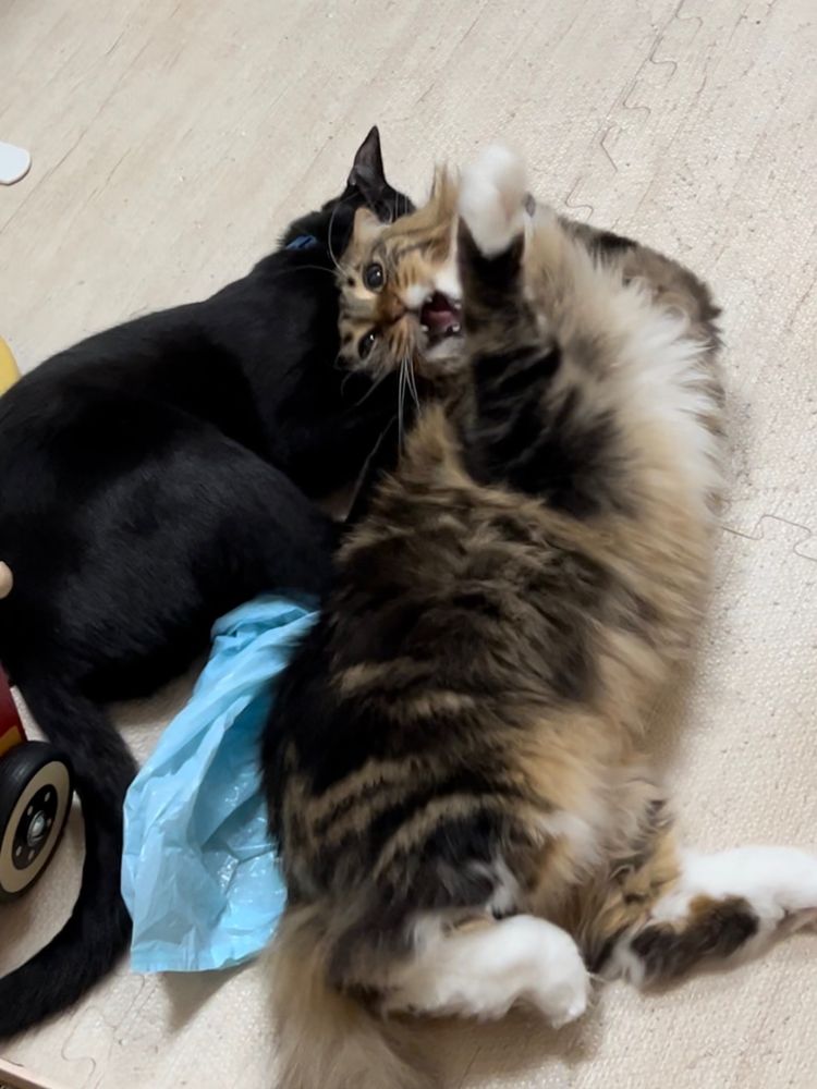 メインクーンのさち　黒猫のセイ　セイが後ろからさちの頭を抱え込んでいる様子