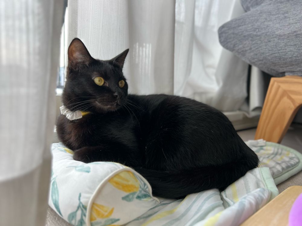 黒猫のセイ