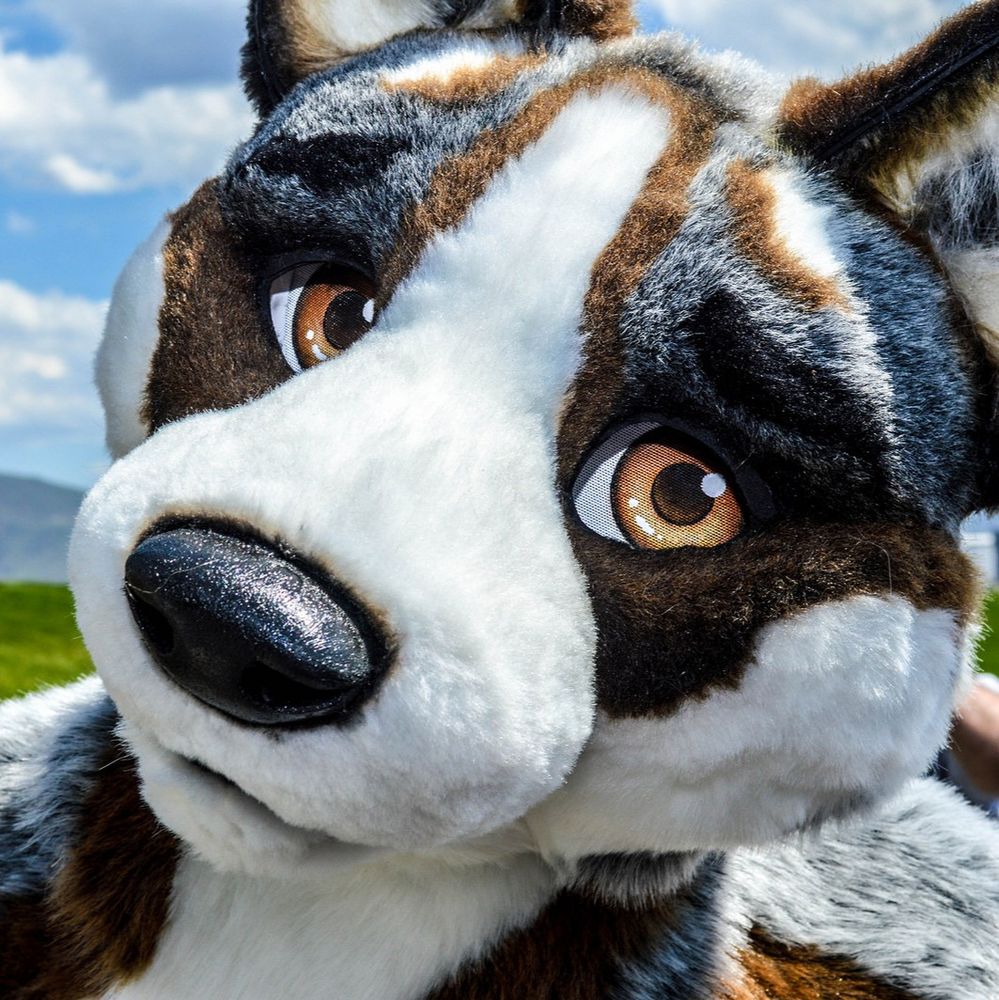 Husky-Coyote Fursuit head made by One Fur All with golden follow me eyes, white muzzle, brown and grey markings on the face.