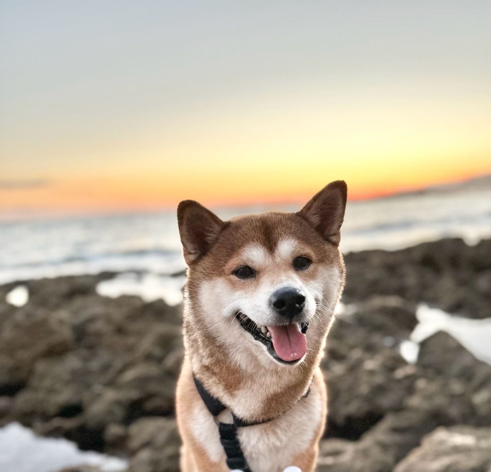 Dog smiles thinking of adventures that await after a productive Monday.  The sunset in the background is stunning 