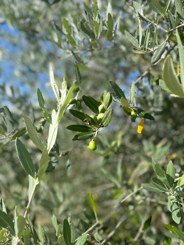 Mes olives dans l’olivier 