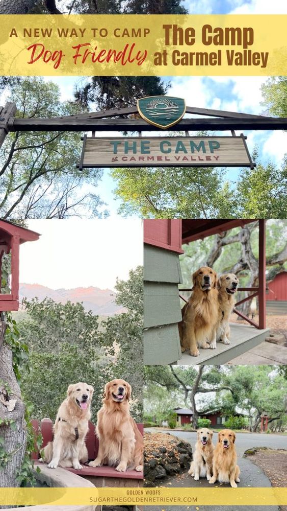 Advert for The Camp at Carmel Valley, California, exclusively featuring photos of golden retrievers.