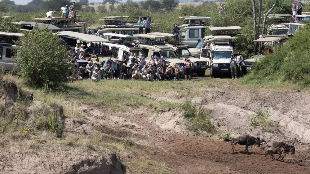 Safari vehicles and tourists lining a river bank with wildebeest in the foreground. Serengeti, Tanzania, 2025.