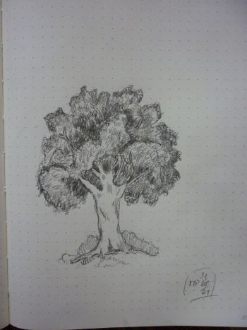 Bleistiftzeichnung eines belaubten Baumes.