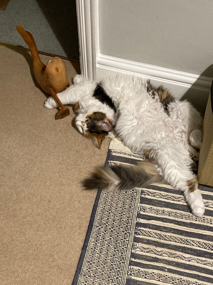 Photo of a fluffy cat lying on her back and holding a wooden duck 