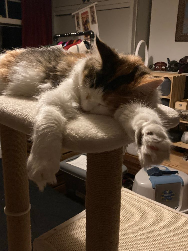 Photo of a calico cat sleeping on top of a cat tree, her face resting on one front leg