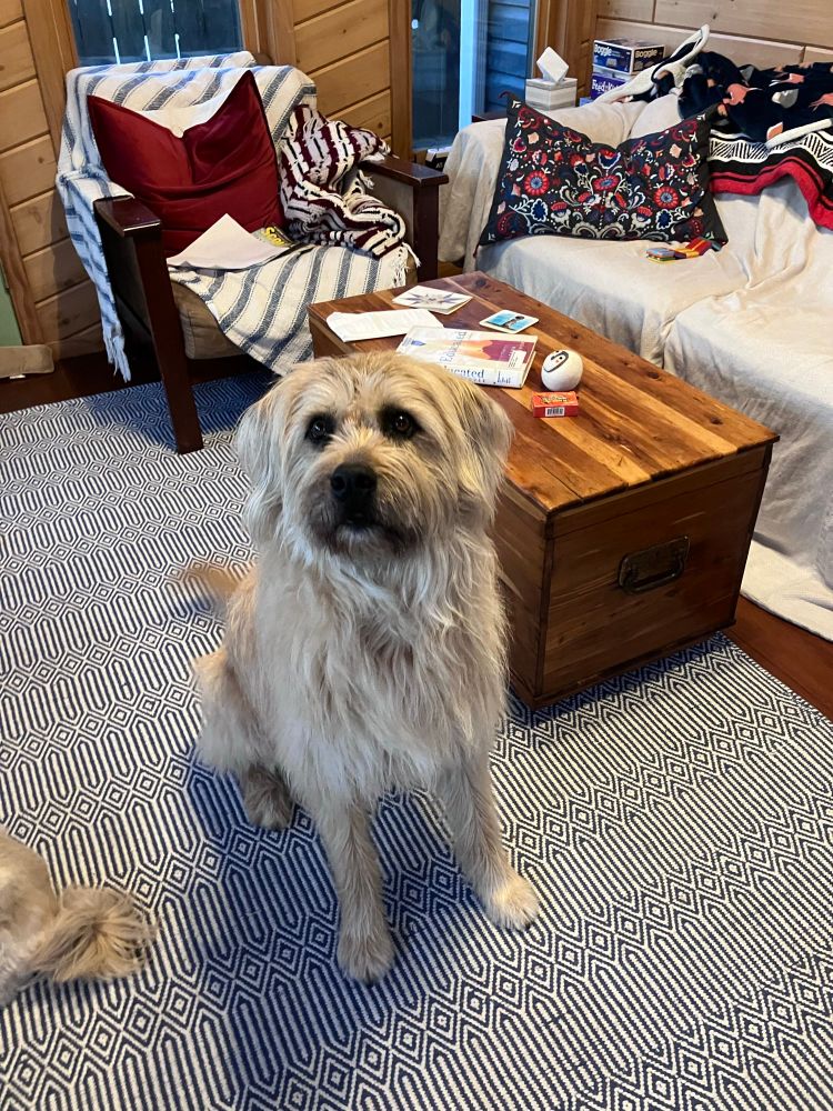 A beautiful golden haired mutt sits on a carpet in the back porch. 