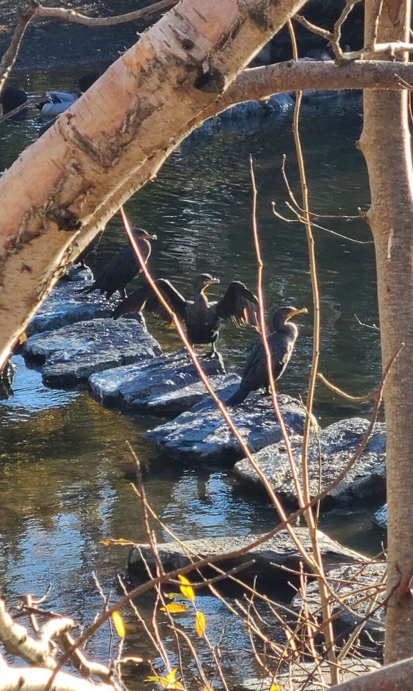A shallow pond with some flat stones on which several cormorants are resting…
