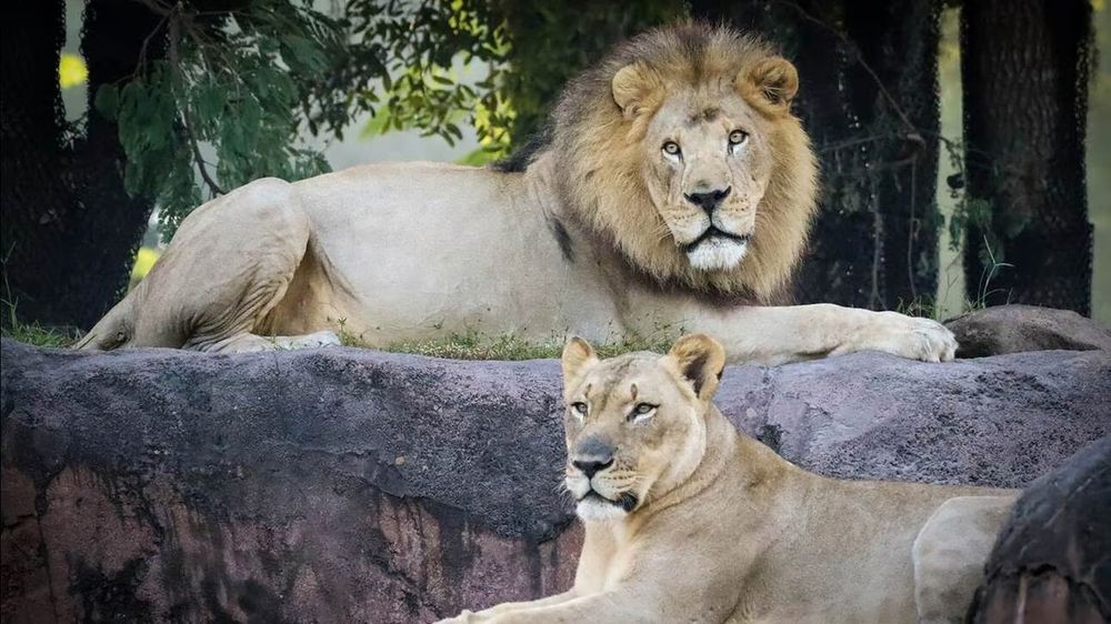 Animal Kingdom lions, Dakar and Kamari, who are set to retire.