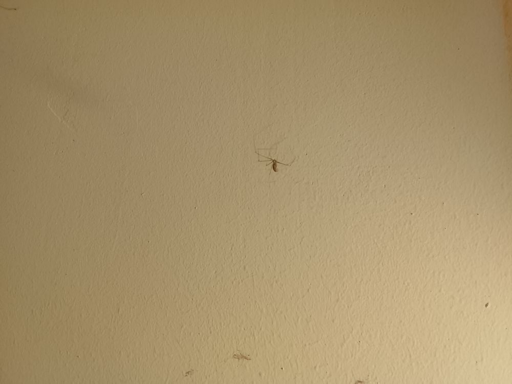  Spindlar i olika storlekar på vit vägg