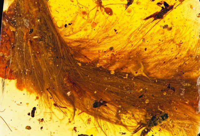 Dinosauriesvans i bärnsten