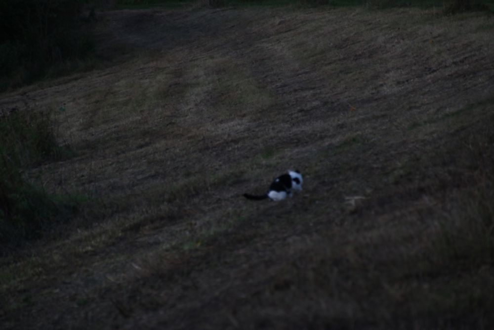 a cat? distorted photograph due to being distant and shakey hands so the cat might appear like a cryptid