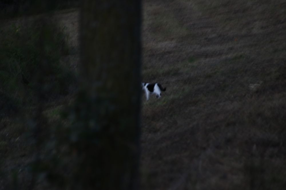 a cat? distorted photograph due to being distant and shakey hands so the cat might appear like a cryptid
